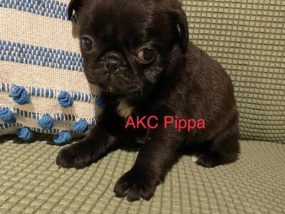 Pug puppies for sale near me | Pug puppies for sale MN | Teacup pug puppies