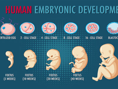 Courses in Clinical Embryology in Madurai