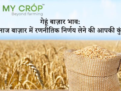 Premium Wheat Trading in Gujarat - Connect with Top Wheat Suppliers and Buyers at Competitive Prices