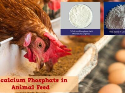 The Importance of Dicalcium Phosphate For Cattle.