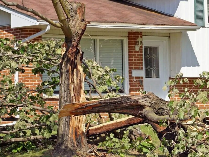 Severn Tree Service | Expert Tree Removal, Trimming & Landscaping