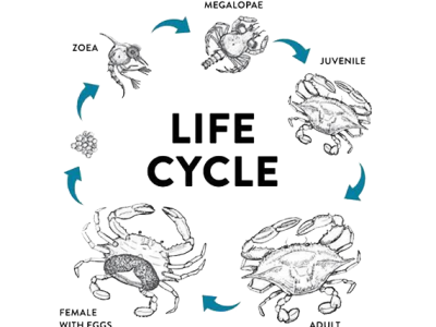 Soft shell crab farming
