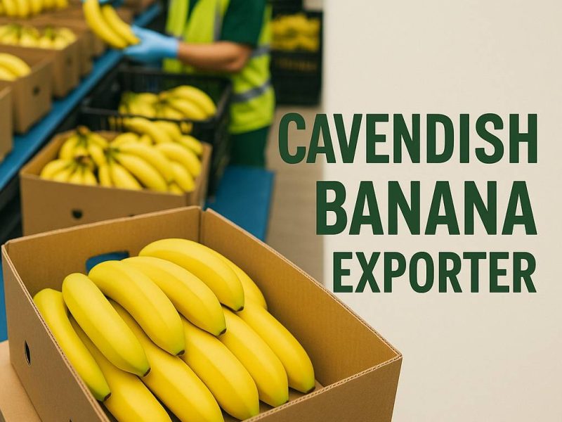 Green Gold of India – Trusted Name in Cavendish Banana Exporter
