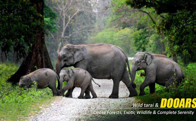 Customised Plans for The Dooars Tour with Jaldapara Elephant Safari Experience