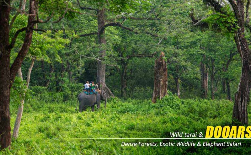 Customised Plans for The Dooars Tour with Jaldapara Elephant Safari Experience