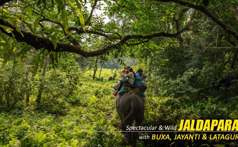 Customised Plans for The Dooars Tour with Jaldapara Elephant Safari Experience