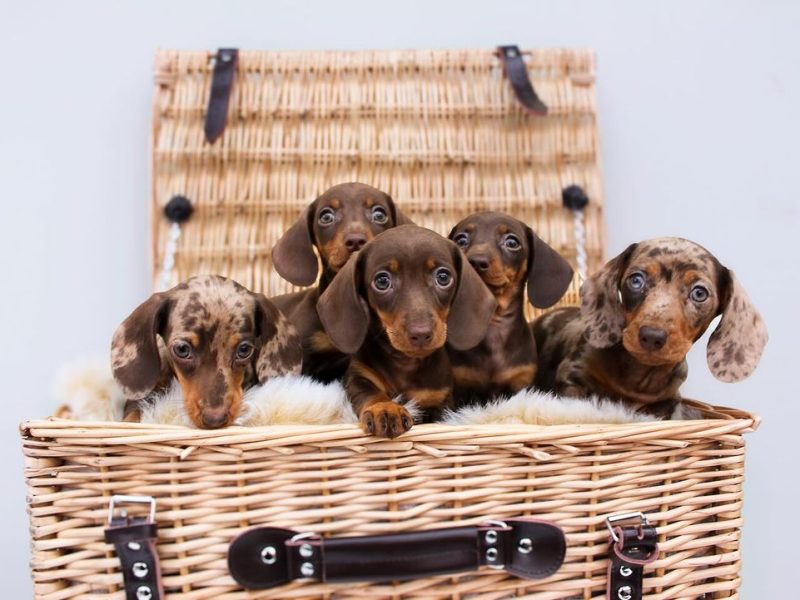 Dachshund Puppies For Sale in Texas
