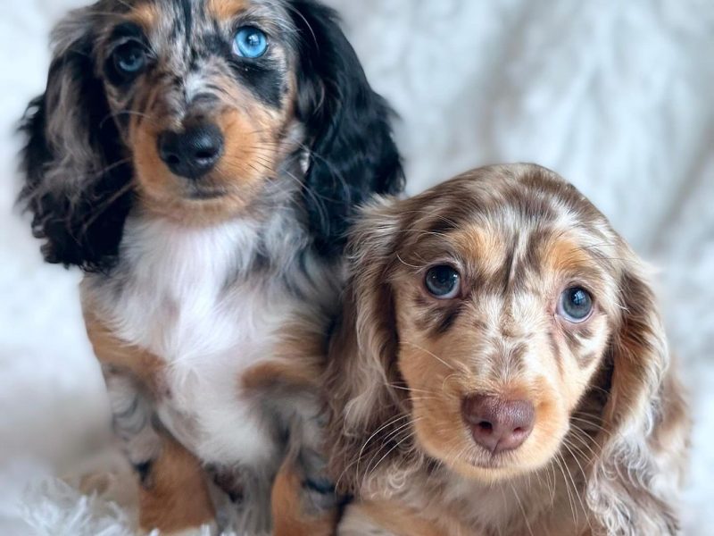 Mini Dachshund Puppies For Sale in Austin, Texas