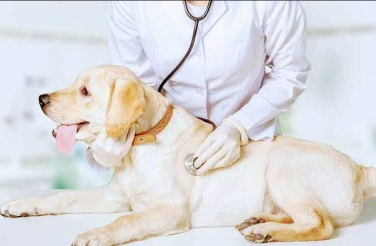 Your Trusted Pet Shop in Noida | RK Pet Clinic