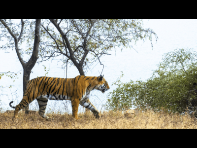 Sariska Online Booking | Government Jeep Safari