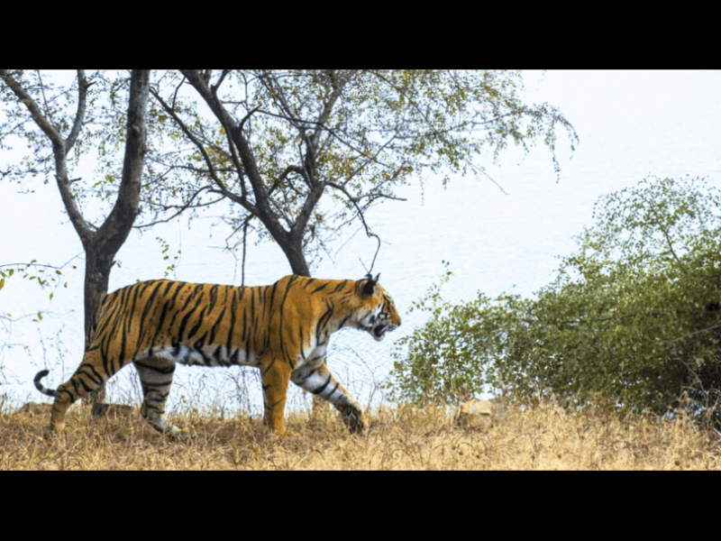 Sariska Online Booking | Government Jeep Safari