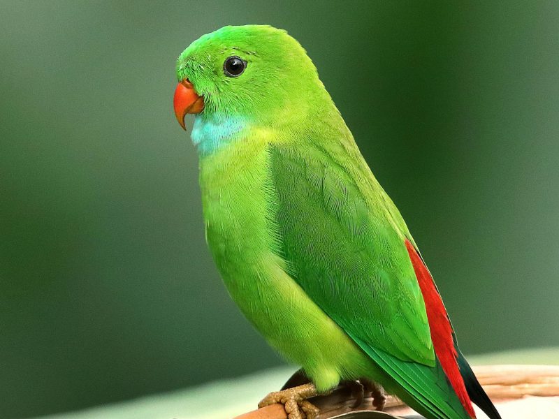 Otifonex in Ukraine - Otifonex Price