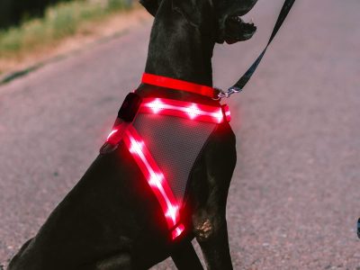 RadPaws LED Harness #no.1 Official Website -Amazing result 2026