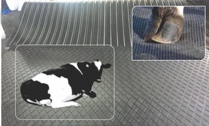 Buy A Cow Rubber Mat Online In India From Vansun Milking
