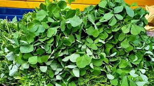 Green Methi Leaves Fresh Fenugreek Nutrition Benefits Recipes