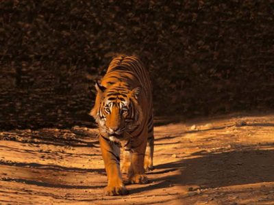 Oberoi Vanya Vilas Ranthambhore – Luxury Safari Escape