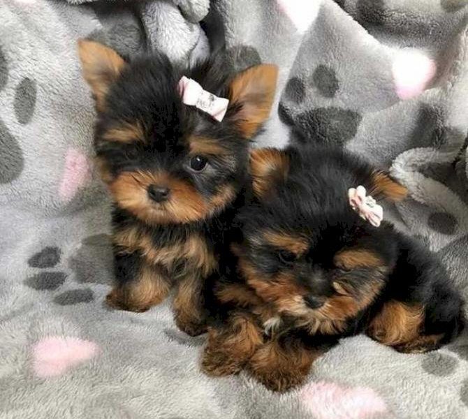 Loving Tea Cup Yorkie Puppies