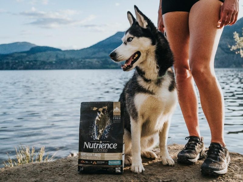 Salmon Dog Food for Healthy Skin