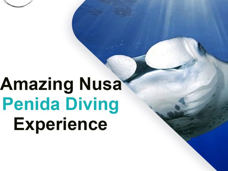 Amazing Nusa Penida Diving Experience