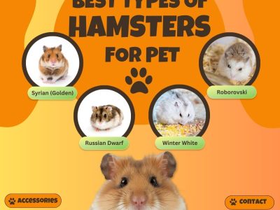 Hamster for Sale in Kanpur