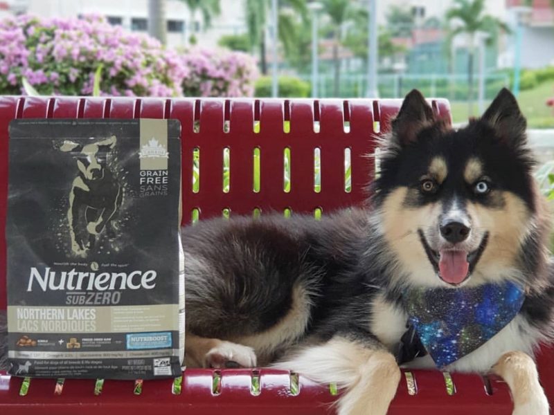 One Dog Food That Works for All Breeds