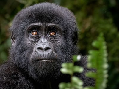 Ultimate Gorilla Trekking Experience – Enquire Now