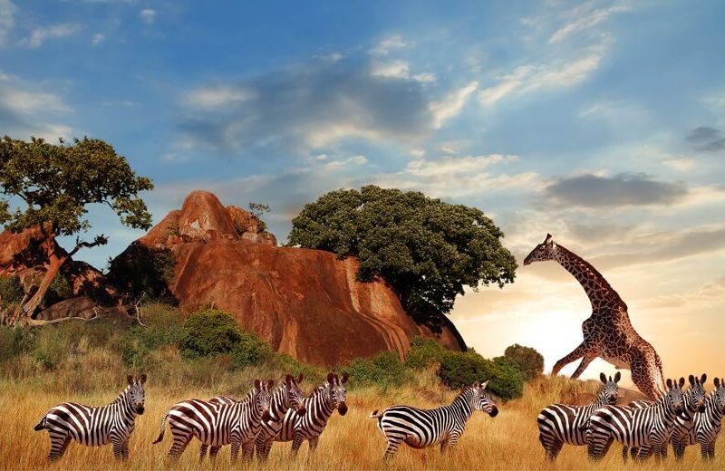 Reset Your Mind in the Wild – 2026 Safari Experience – Enquire Now!