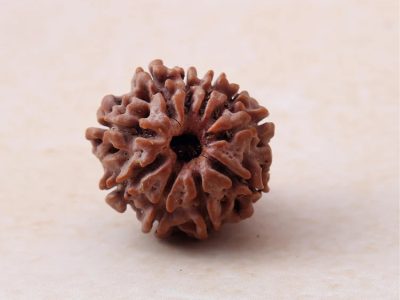 Buy Original 10 Mukhi Rudraksha at Best Price