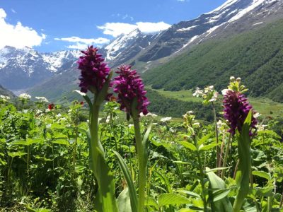 Valley of flowers package From Delhi