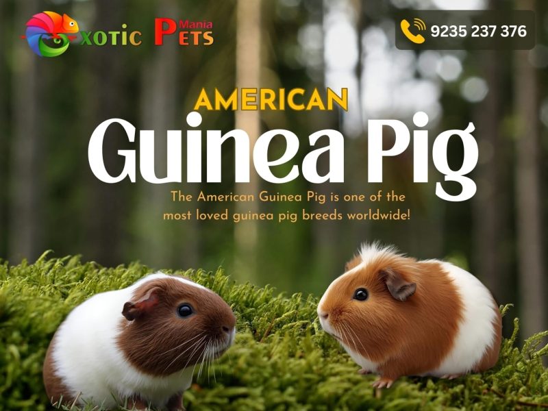 AMERICAN GUINEA PIG PARADISE