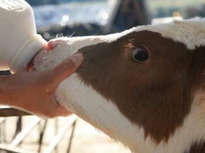 Buy Calf Milking Bottle India for Healthy Calf Feeding