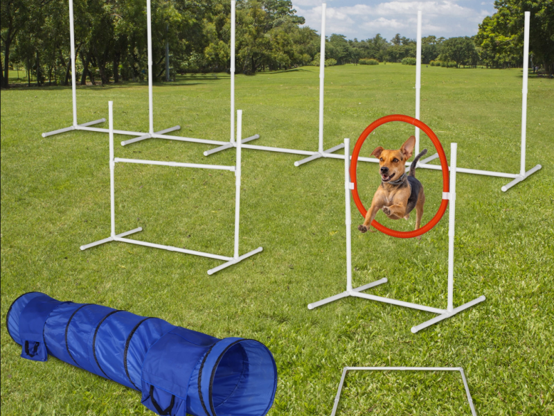 Dog Equipment Training for Reliable Obedience and Control | Hazard K9