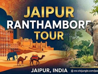 Ultimate Jaipur Ranthambore Tour Itinerary For Rajasthan Wildlife
