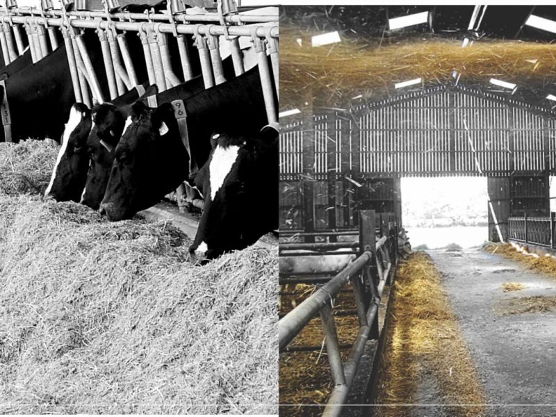 Vansun Technology TMR Feeding System in India for Higher Milk Yield and Lower Feed Costs