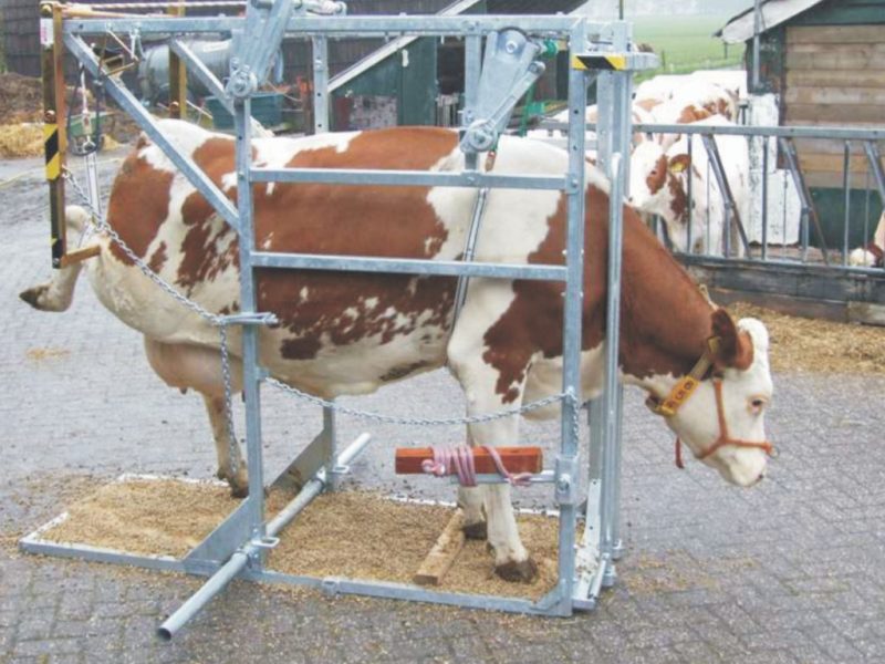 Hoof Trimming Solutions by Vansun Technology for Dairy Farms in India