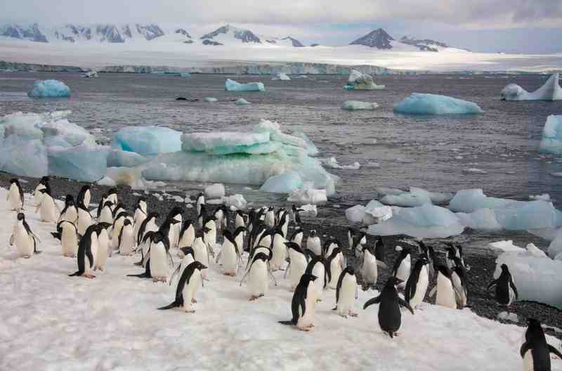 Compare Antarctica Cruise Packages Today | Call CruiseBay Now