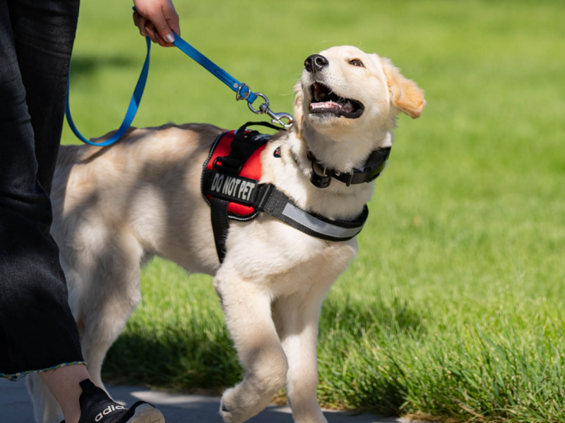 Expert Dog Trainer Reno NV for Obedience, Protection, and Behavior Training