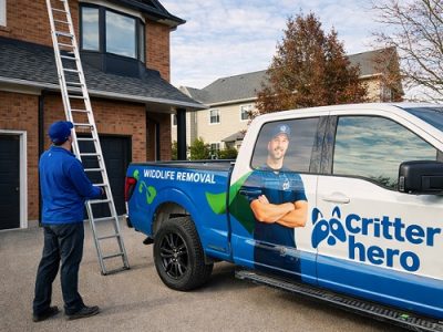Critter Hero Wildlife Removal Hamilton