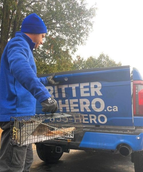 Critter Hero Wildlife Removal Hamilton