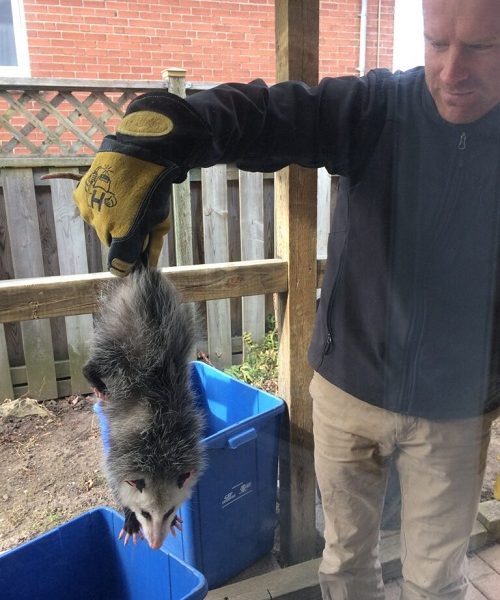 Critter Hero Wildlife Removal Hamilton