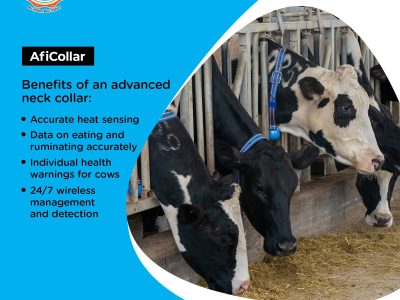 Best Cow Monitoring Solution in India by Vansun
