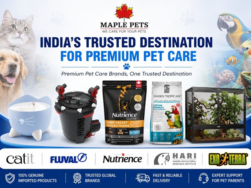 Smart Cat Accessories for Modern Pet Parents