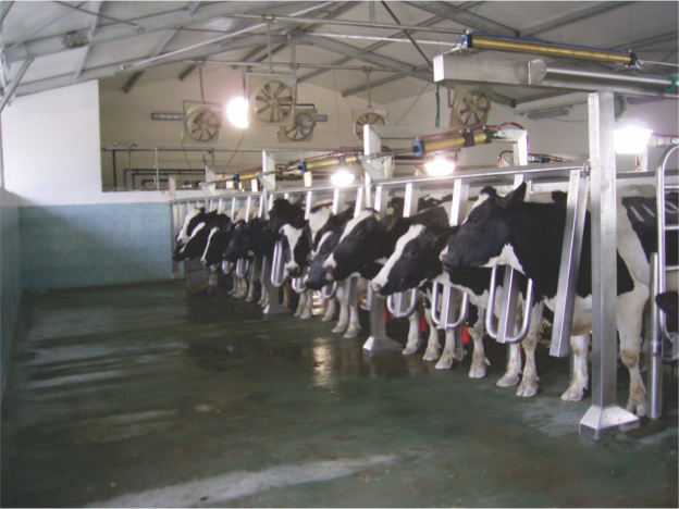 Vansun Milking Parallel Parlor for Efficient Large Herd Dairy Operations in India