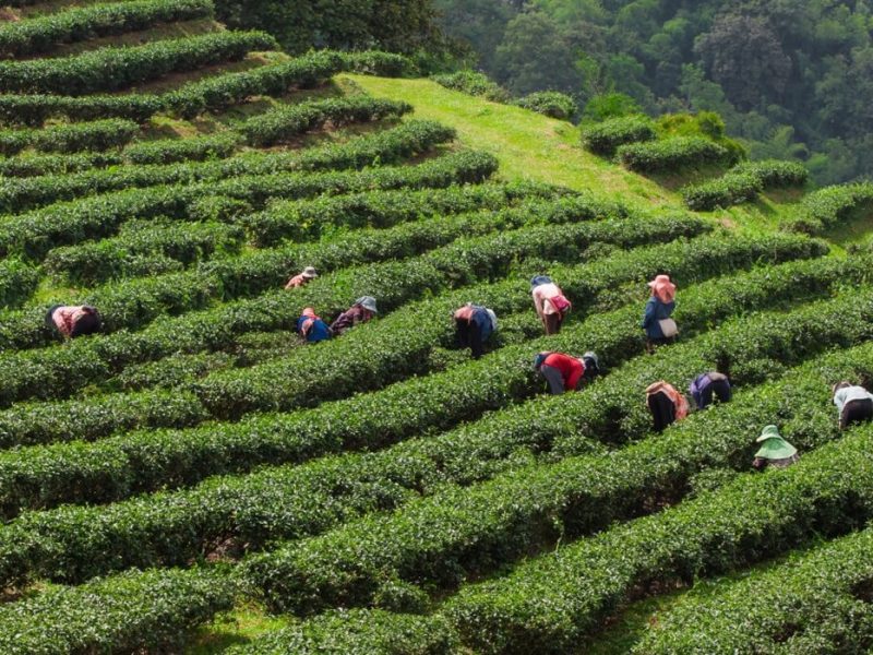 Explore Nagaland with an Exclusive Hornbill Festival Tour | Odyssey Travels