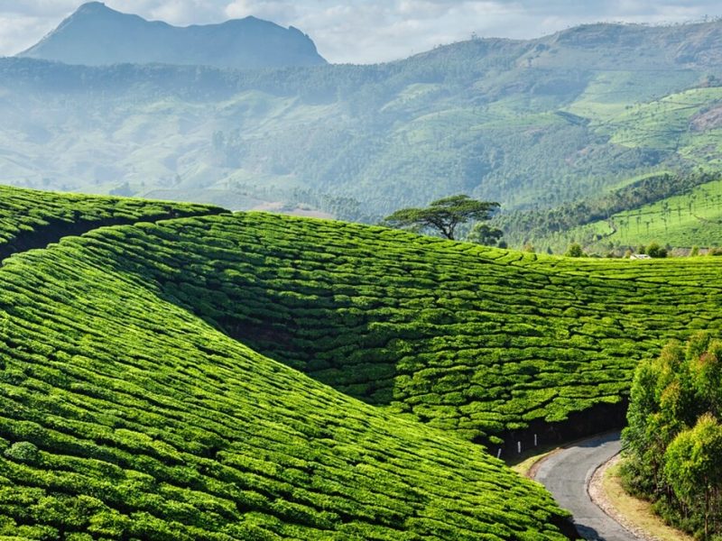Wayanad Holiday Package – Luxury Villas & Nature Retreat