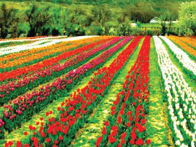 Kashmir Tour Package with Luxury Houseboat Stay