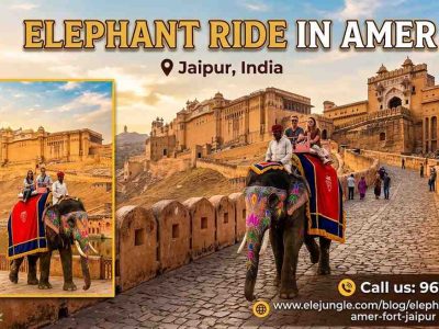 Elephant Ride in Amer Fort Jaipur: Best Time to Go & Booking Guide