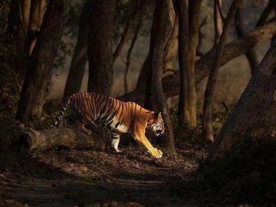 Luxury Villas In Dudhwa | Luxury Jungle Stay