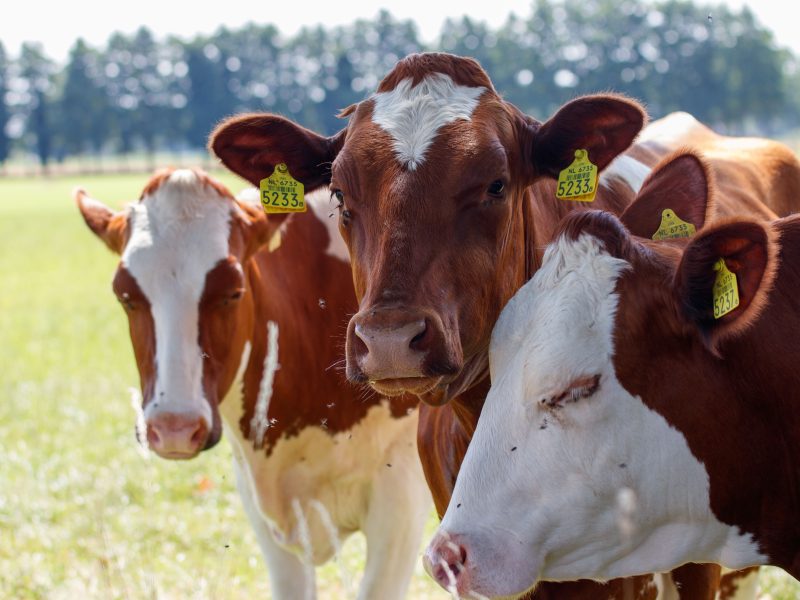Vansun Milking Dairy Farm Solutions in India for Every Stage of Farm Growth