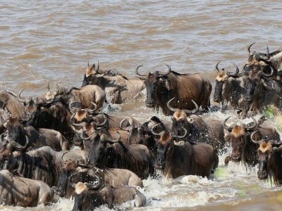 Book an Exclusive Botswana Safari for an Unforgettable Escape